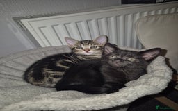 Mixed Breed cats for sale: 4 adorable kittens - Image 3