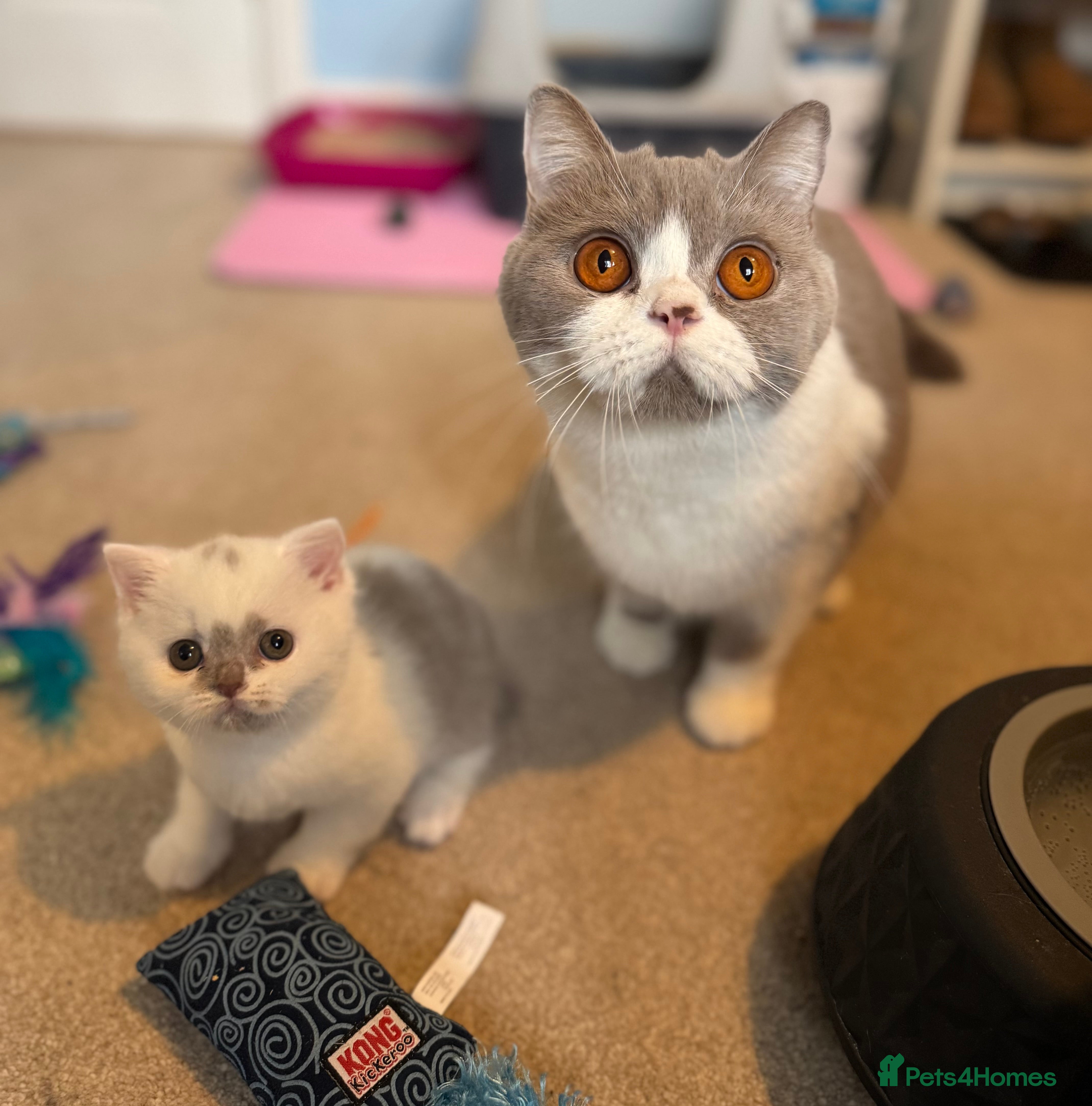 British Shorthair cats Tica reg lilac harlequin bsh  - Advert 1