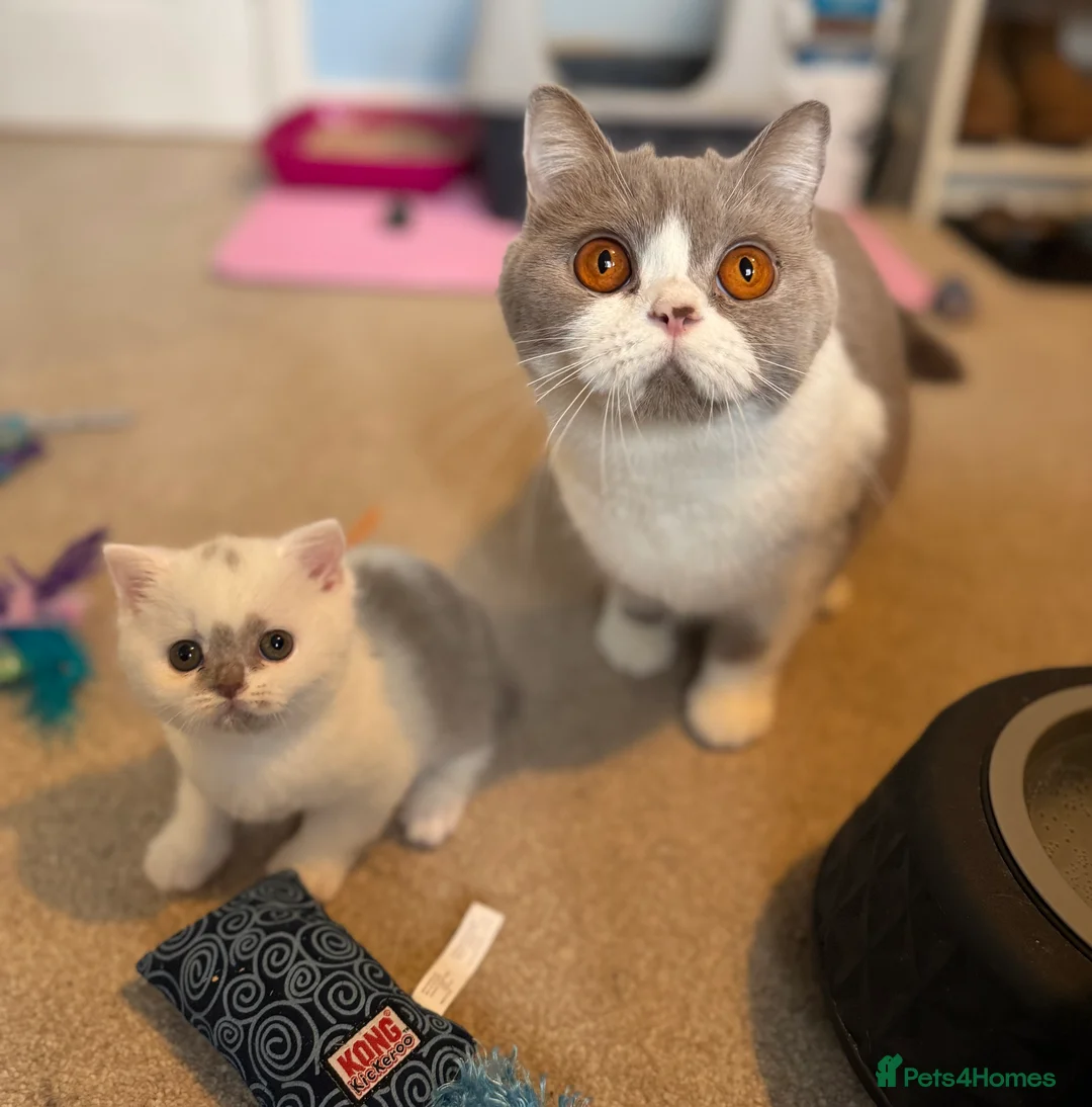British Shorthair cats for sale: Tica reg lilac harlequin bsh  - Advert 1