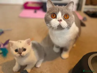 British Shorthair cats Tica reg lilac harlequin bsh - Advert 1