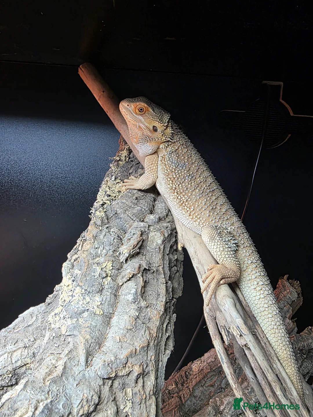Bearded Dragon reptiles for sale: Beautiful 5 month old Bearded Dragon  in Fareham - Advert 1