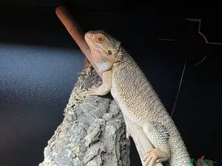 Bearded Dragon reptiles Beautiful 5 month old Bearded Dragon in Fareham - Advert 1