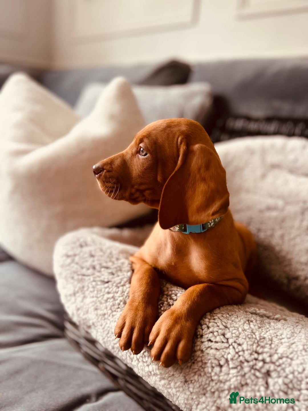 Hungarian Vizsla dogs for sale: 2 Hungarian vizlas available  - Advert 1