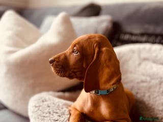 Hungarian Vizsla dogs 1 Hungarian vizlas available - Advert 4