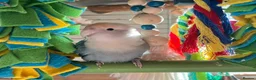 Parrots birds for sale: Lovable Parrots Ready for Caring Homes in Hornchurch - Advert 1