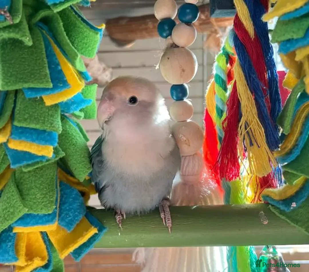 Parrots birds for sale: Lovable Parrots Ready for Caring Homes in Hornchurch - Advert 1
