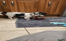Mixed Breed dogs for sale: Mixed breed puppy. - Image 7
