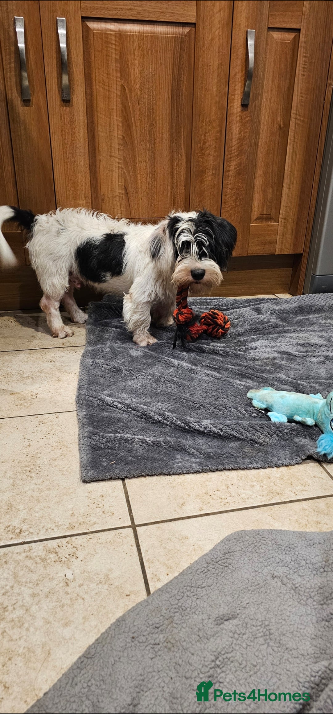 Mixed Breed dogs for sale: Mixed breed puppy. - Image 7