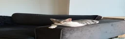 Mixed Breed cats for sale: Sweet girl looking for a new home  - Advert 3