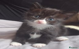 Mixed Breed cats for sale: Female kitten  - Image 2