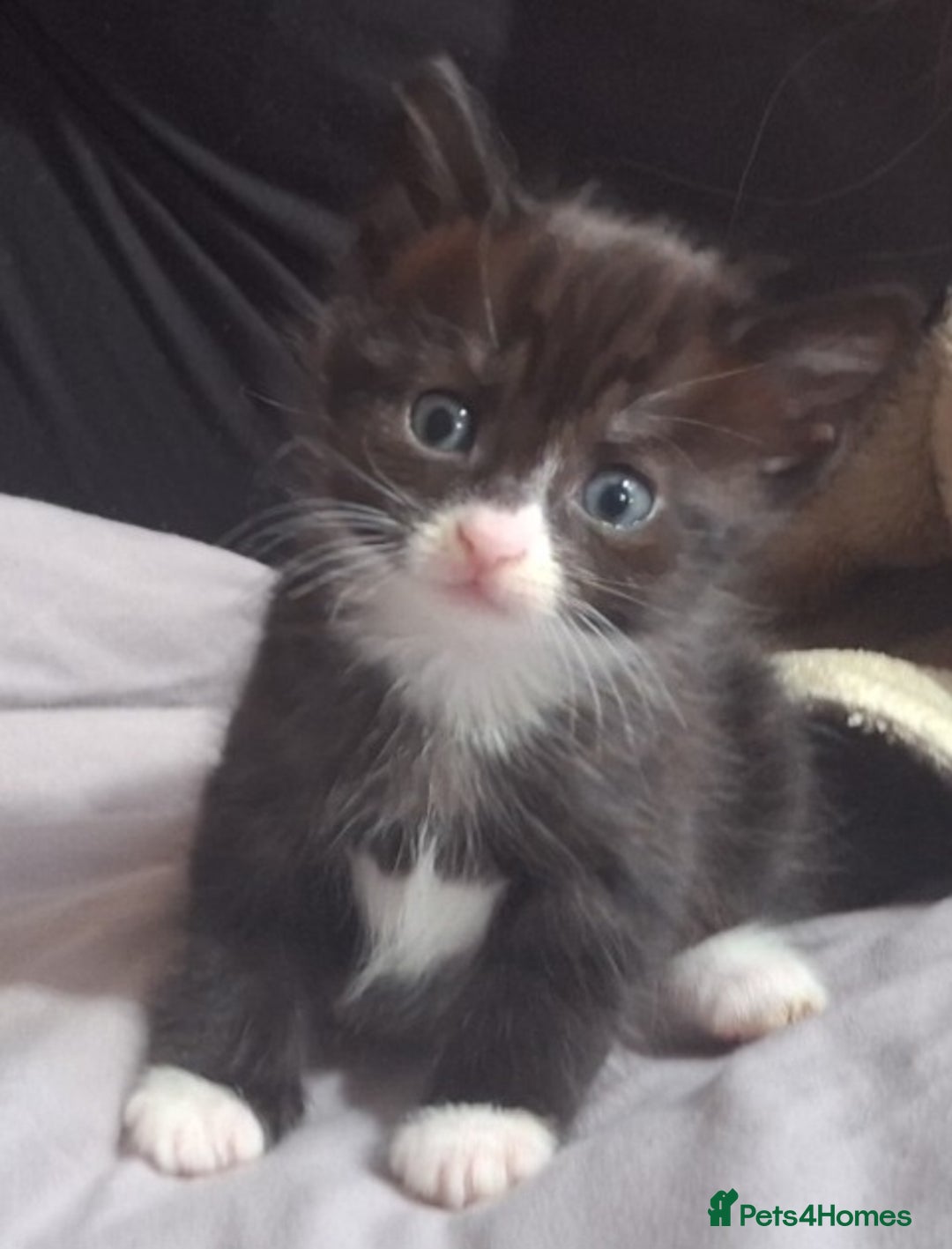 Mixed Breed cats for sale: Female kitten  - Image 2