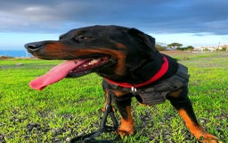 Mixed Breed dogs for sale: 🐶 Stunning German Shepmatian × Rottweiler Puppies - Image 3