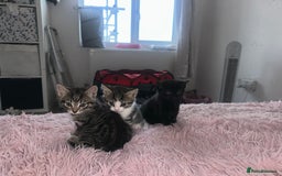 Domestic Shorthair cats for sale: 3 beautiful kittens  - Image 2