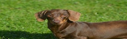Miniature Dachshund dogs for stud: Top Quality PRA clear male for stud in Southport - Advert 1