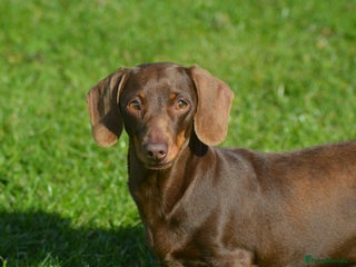 Miniature Dachshund dogs in Southport - Advert 35