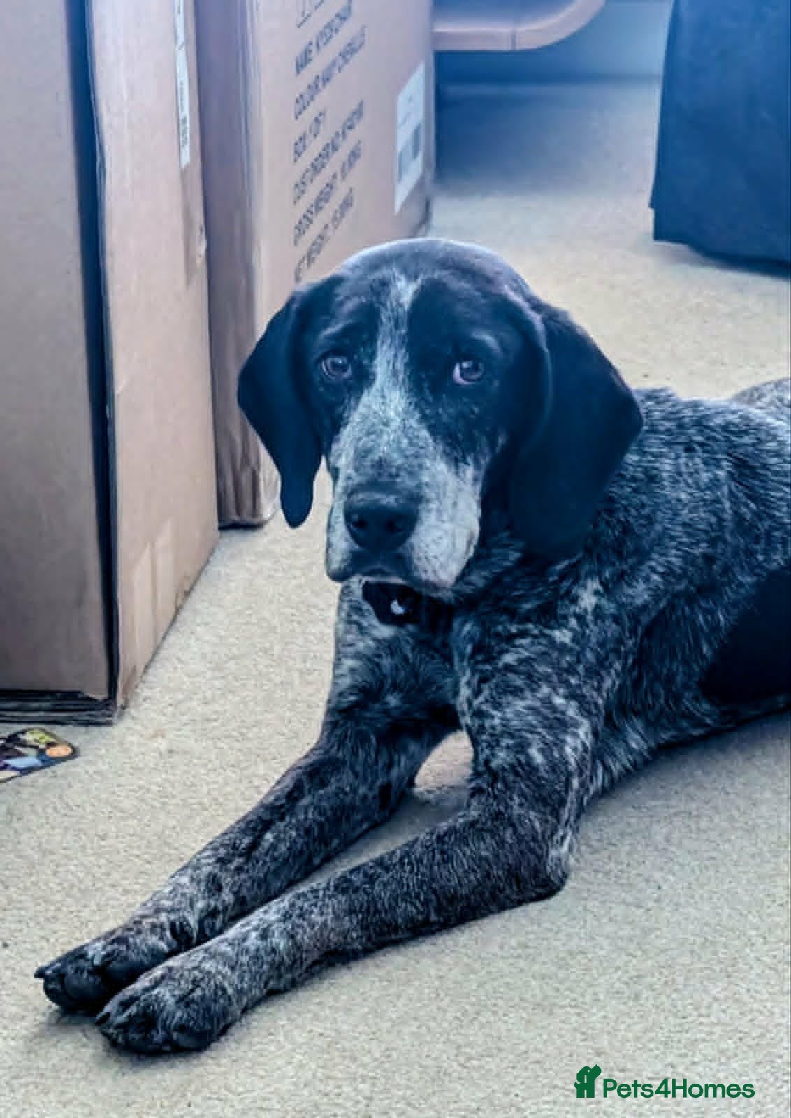 Pointer dogs for adoption: Sweet Marlie is looking for her golden basket in Crieff - Advert 2