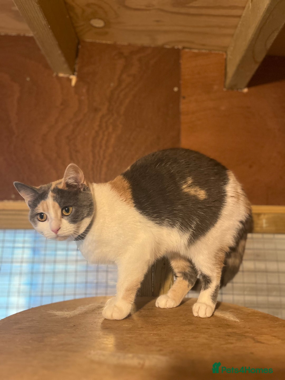 British Shorthair cats for sale: Adult female British Shorthair  - Image 7