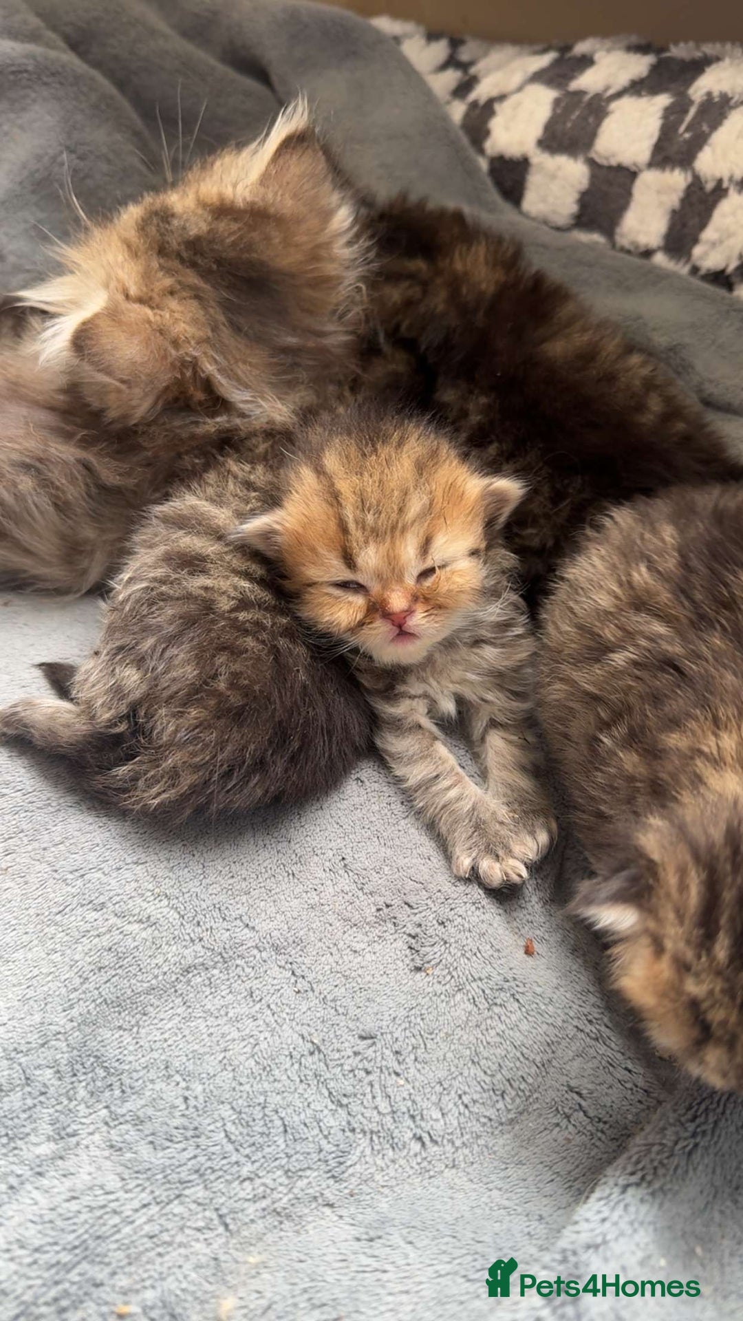 Persian cats for sale: Golden Shaded Tabby Boy - Advert 5
