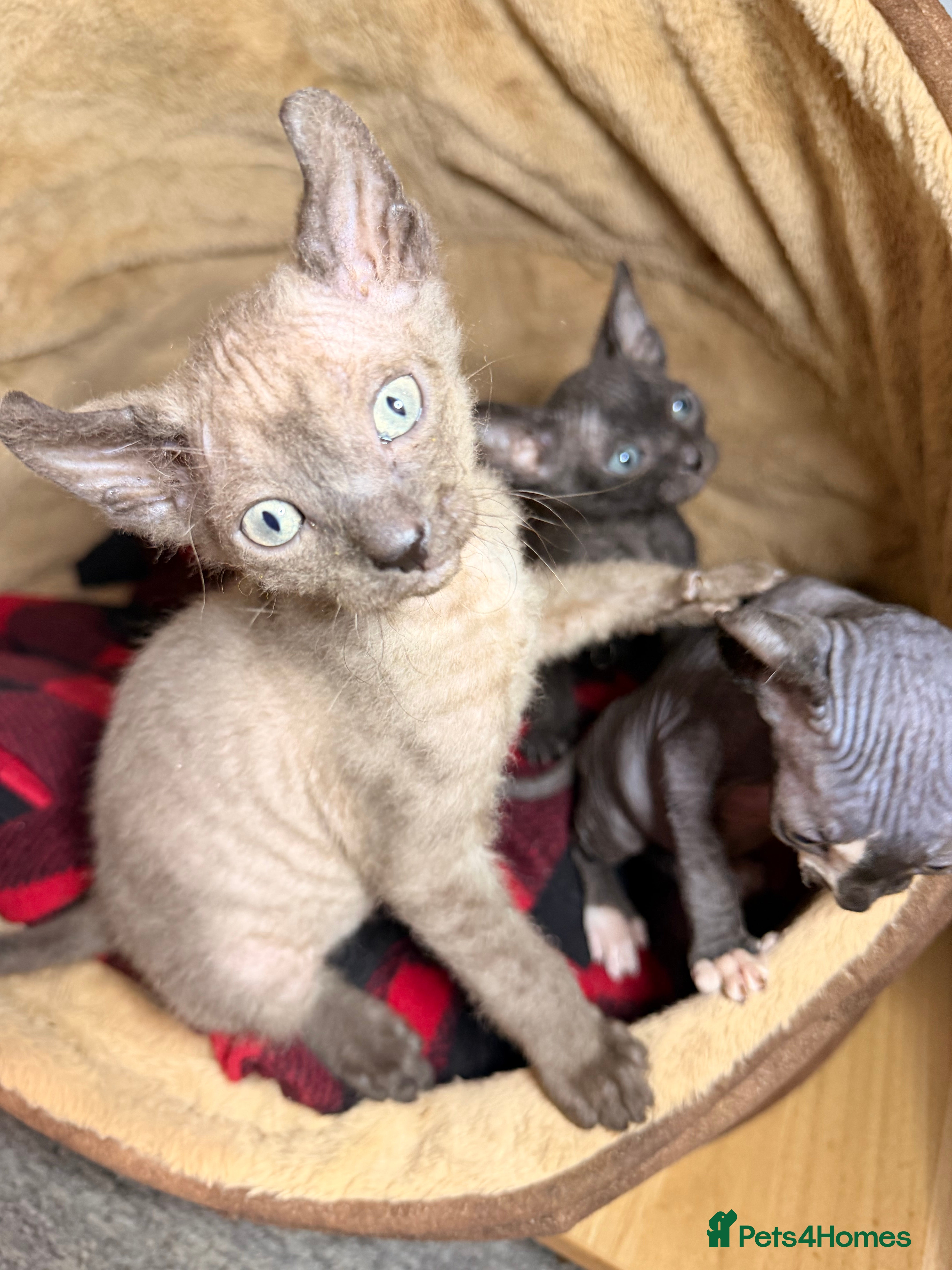 Sphynx cats Beautiful Sphynx and Elf kittens 🐾🩵🩷 - Advert 2