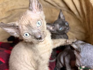 Sphynx cats Beautiful Sphynx and Elf kittens 🐾🩵🩷 - Advert 2