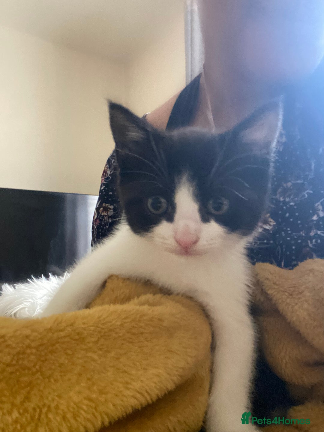 British Shorthair cats for sale: Beautiful BSH and Tuxedo cat mix litter for sale - Image 1