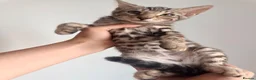 Bengal cats for sale: Beautiful Bengal kittens 2m 1f Price is negotiable in Harrow - Advert 18