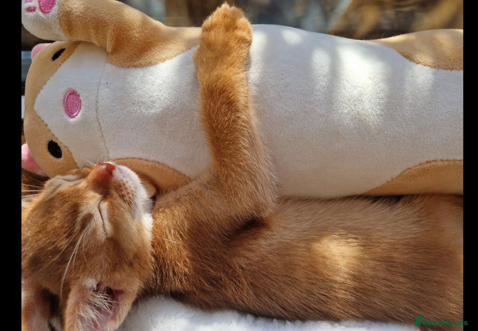 Abyssinian cats Abyssinian kittens for sale - Advert 3