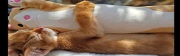 Abyssinian cats for sale: Abyssinian kittens for sale - Advert 1
