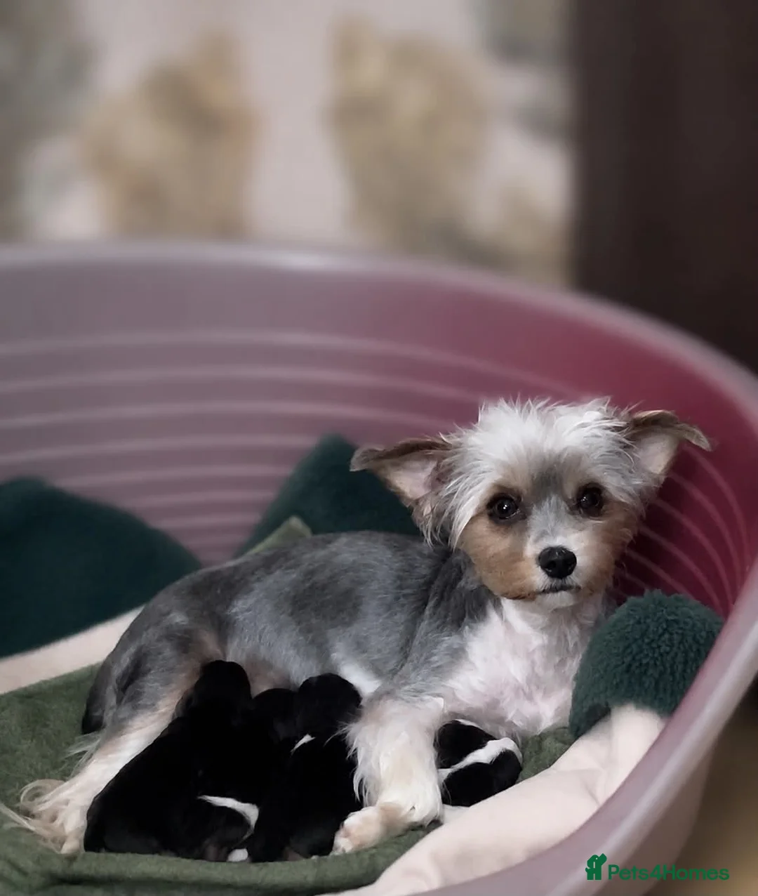 Yorkshire Terrier dogs for sale: Yorkshire terrier/Mini/Parti-colored/Traditional in Oldham - Advert 1