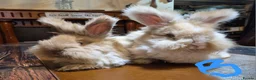 Angora rabbits for sale: Gorgeous Angora Rabbits, Pure Bred Full Faced. - Advert 1