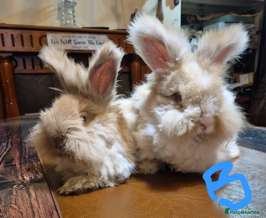 Angora rabbits for sale: Gorgeous Angora Rabbits, Pure Bred Full Faced. - Advert 1