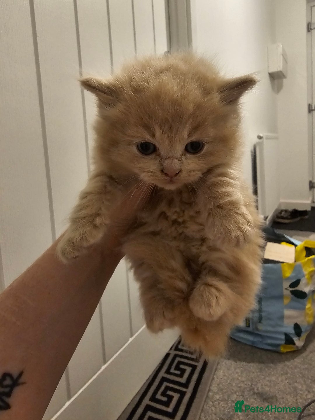Ragdoll cats for sale: Gorgeous Longhair Ragdoll Kittens - Image 15