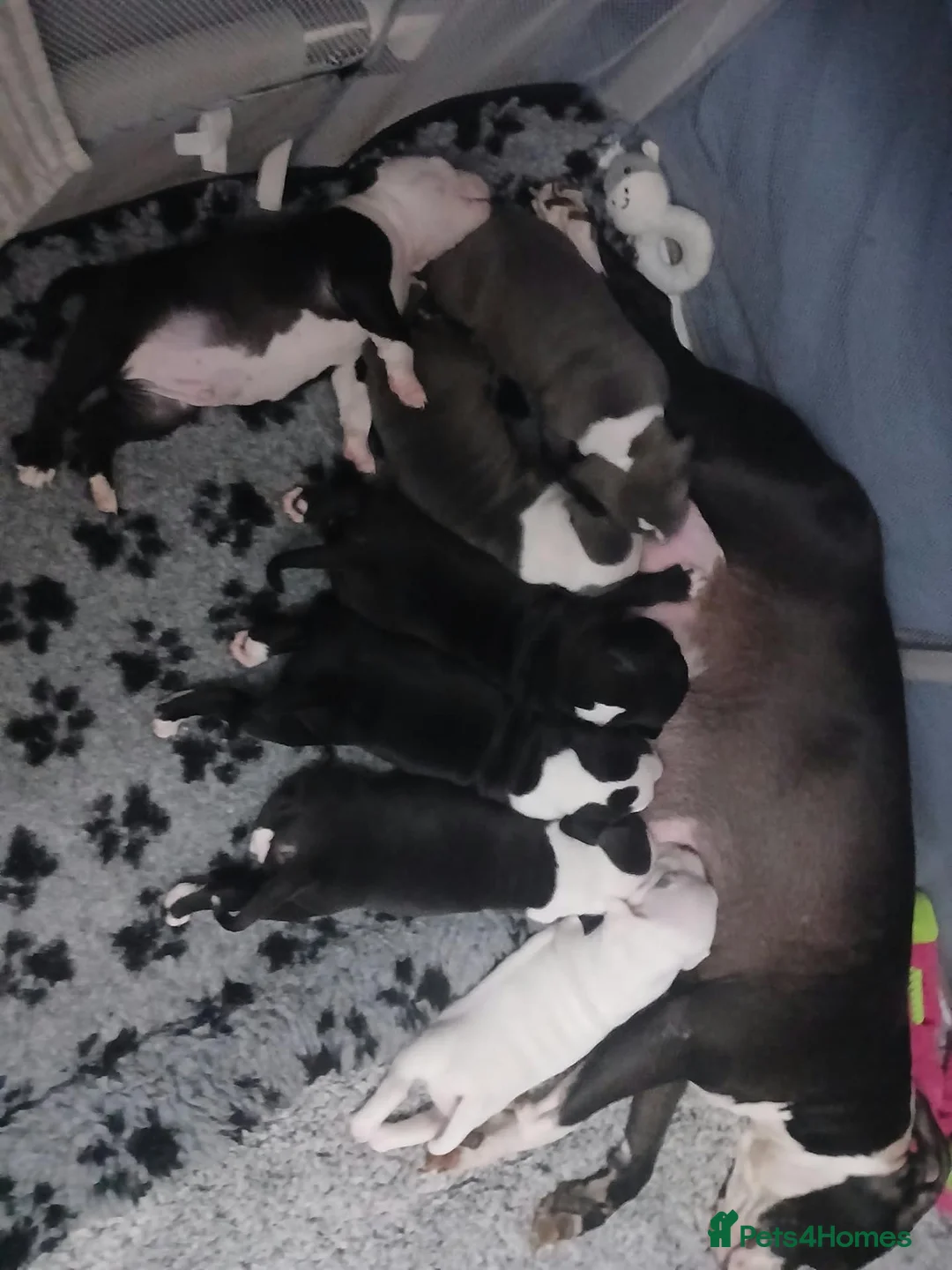 American Bull Staffy dogs for sale: Puppies for sale  - Advert 2