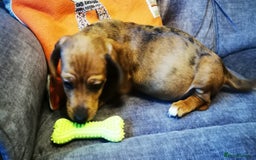 Dachshund dogs for sale: Unusual colour beautiful miniature dachshound pups - Advert 9