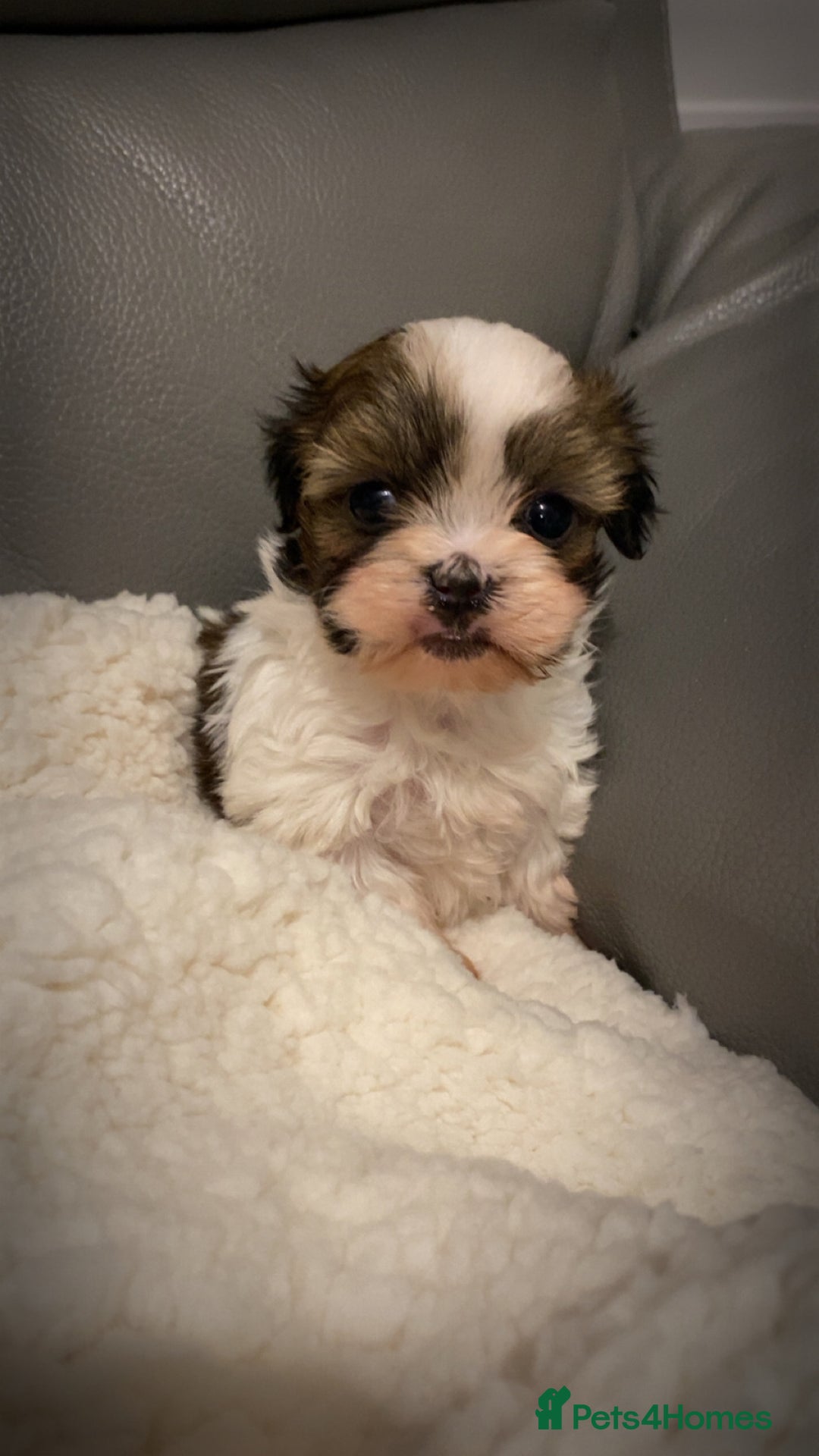 Shihpoo dogs for sale: 2 beautiful girl Shi poo puppies  - Advert 13
