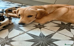 Golden Retriever dogs for sale: 6 month old golden retriever  - Image 4