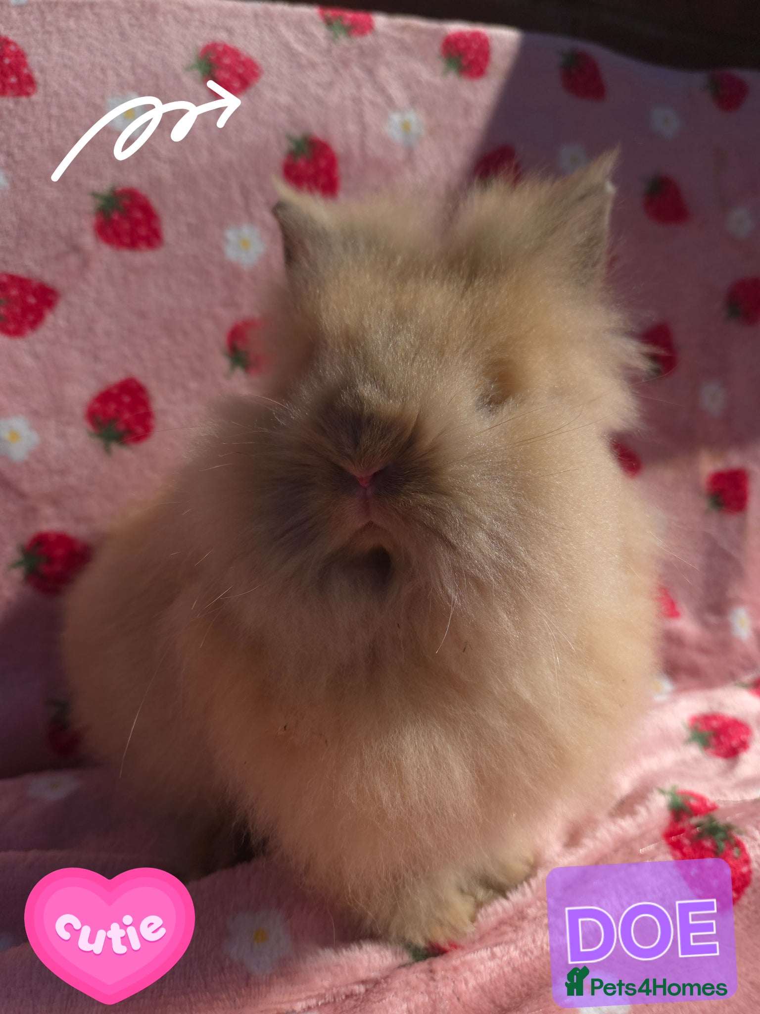 Lionhead rabbits Silly Tame Teddy Lion head Doe - Advert 19