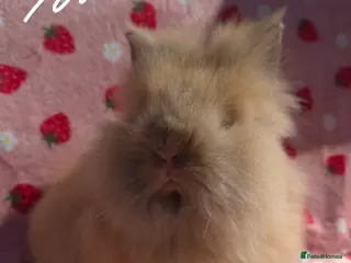 Lionhead rabbits Silly Tame Teddy Lion head Doe - Advert 19