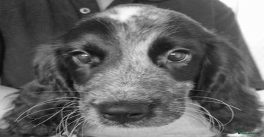Sprocker dogs - Advert 8