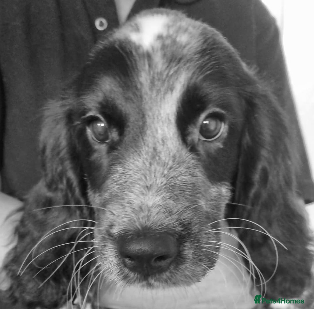 Sprocker dogs for sale: STRIKING BLUE ROAN SPROCKER PUPPIES  - Image 2