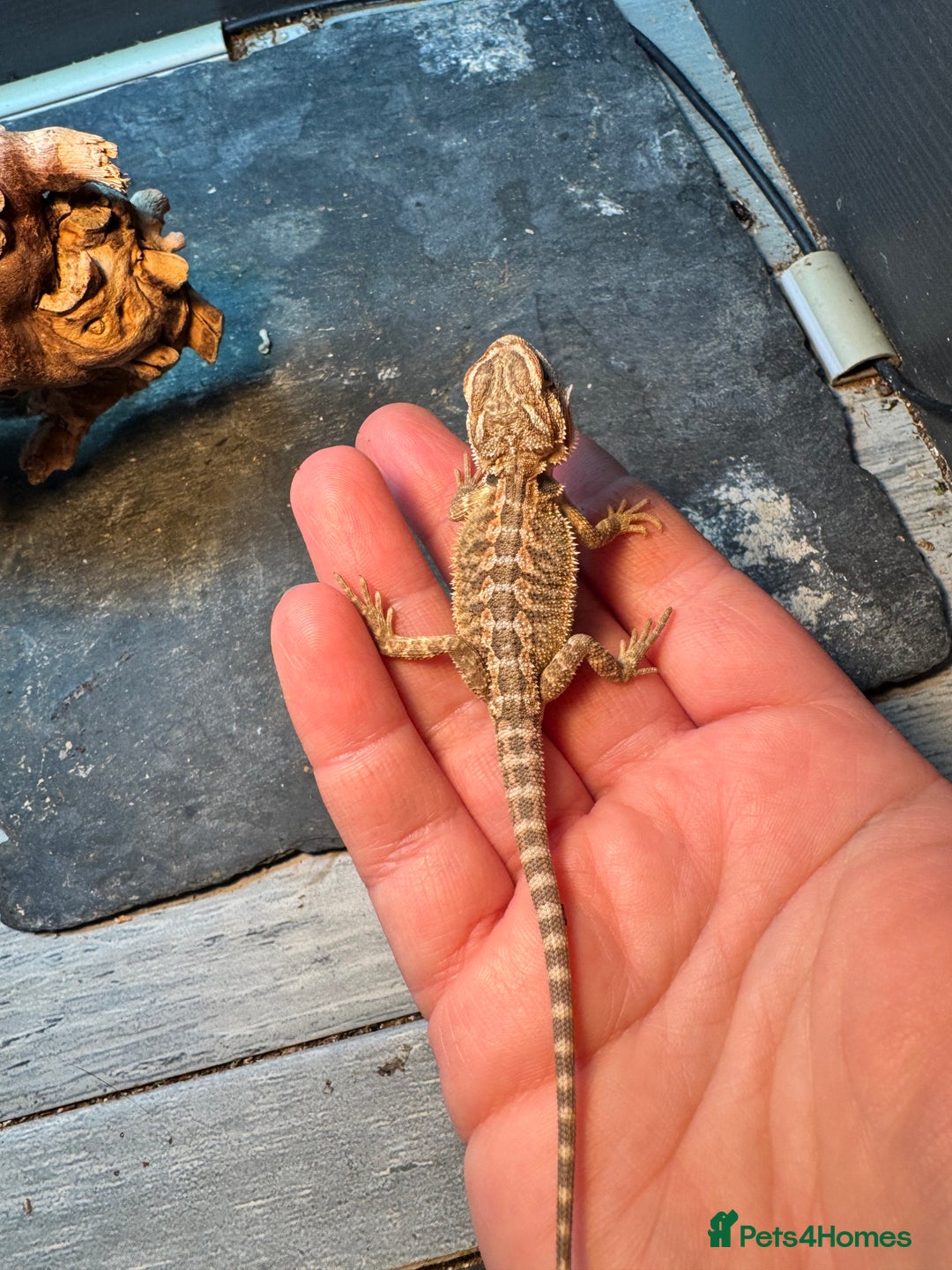 Bearded Dragon reptiles for sale: Bearded dragons babies&adults possible full setup - Advert 3