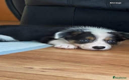 Border Collie dogs for sale: Border collies Dundee  - Image 36