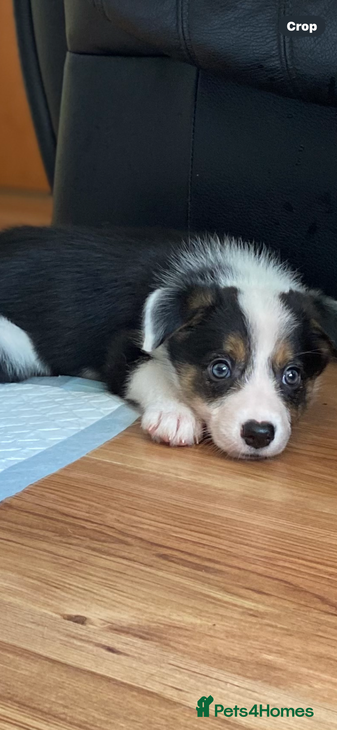 Border Collie dogs for sale: Border collies Dundee  - Image 36
