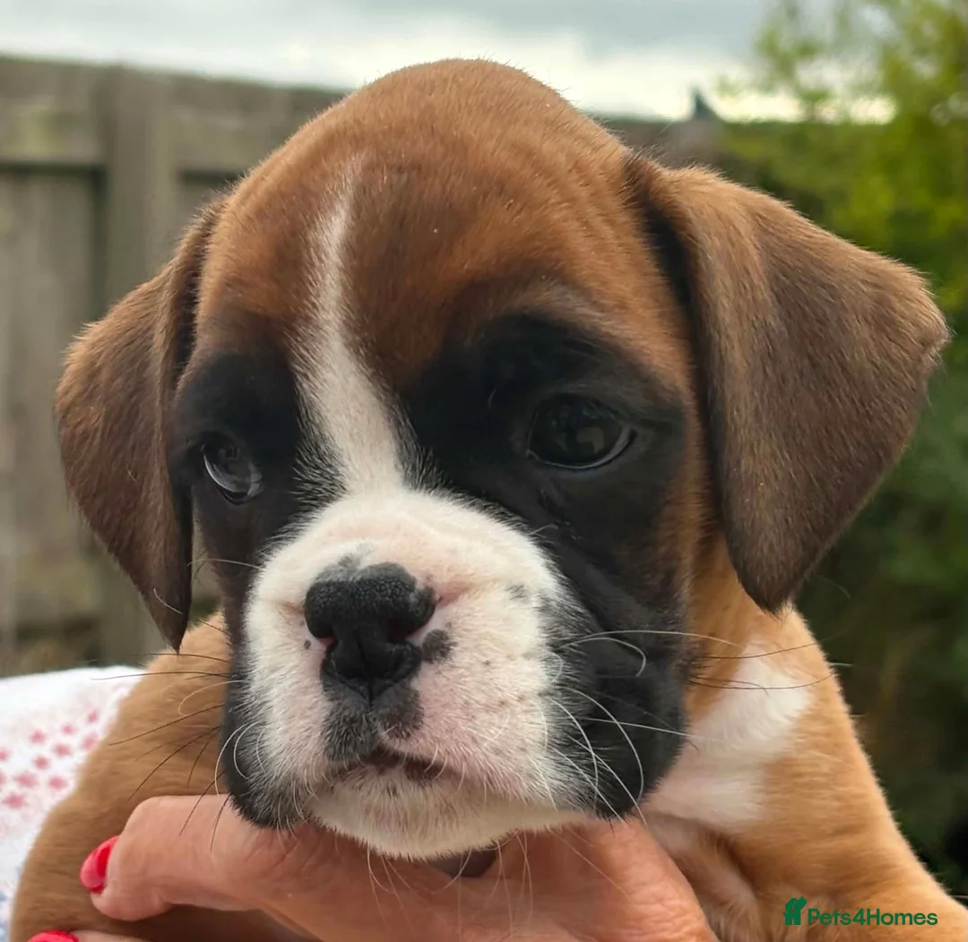 Boxer dogs for sale: Health tested parents in Retford - Advert 2