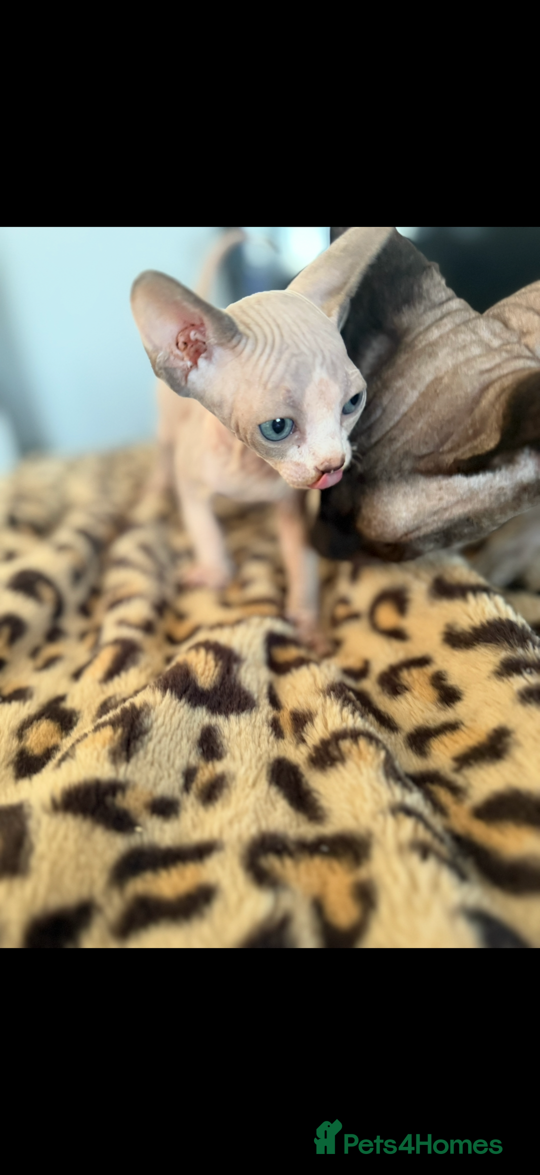 Sphynx cats for sale: canadian sphynx for sale  - Advert 9