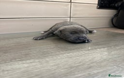 Mixed Breed dogs for sale: Staff x cane corso merle and grey pups for sale  - Image 18