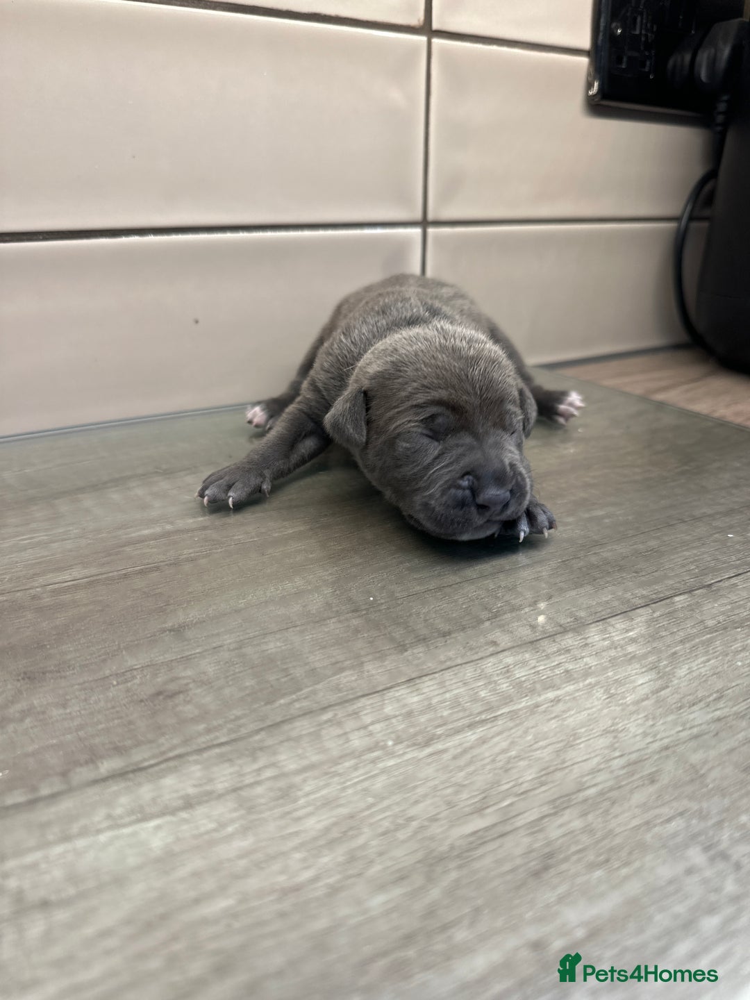 Mixed Breed dogs for sale: Staff x cane corso merle and grey pups for sale  - Image 18
