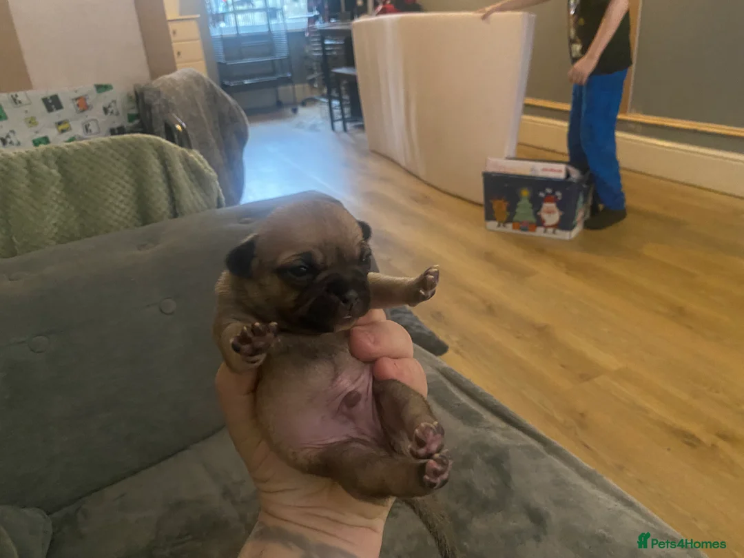 Jug dogs for sale: Jug pups  - Advert 16