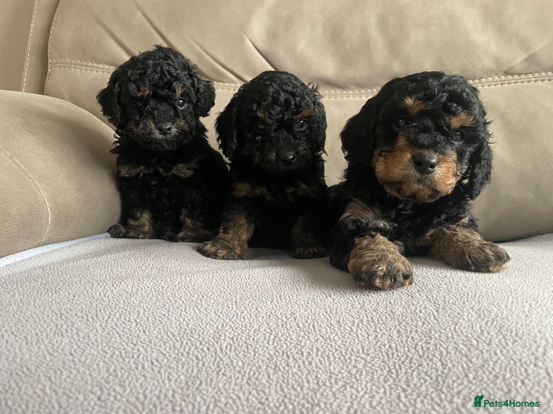 Cavapoo dogs for sale: ⭐ adorable Cavapoo’s ⭐  - Advert 9