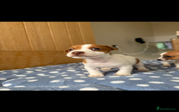 Jack Russell dogs for sale: Minature Jack Russell pups - Image 2